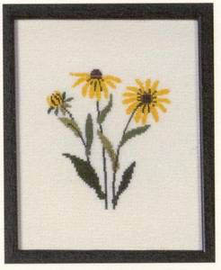 Amerikanische Staatenblumen Black-Eyed Susan Maryland