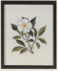 Amerikanische Staatenblumen Cherokee Rose Georgia