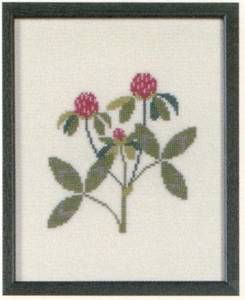 Amerikanische Staatenblumen Red Clover Vermont