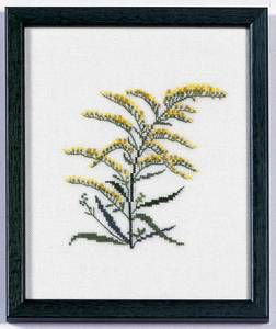 Amerikanische Staatenblumen Goldenrod Kentucky