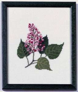 Amerikanische Staatenblumen Lilac New Hampshire