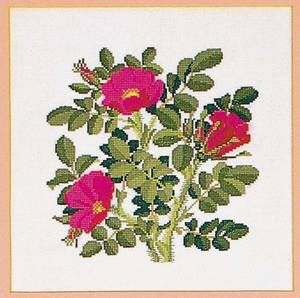 Rosa rugosa aus dem Kalender 1985