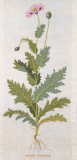 Großer Gartenmohn G.Bengtsson