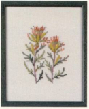 Amerikanische Staatenblumen Indian Paint Brush Wyoming