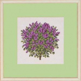 Flieder / Serie mit 8 Motiven