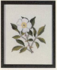 Amerikanische Staatenblumen Cherokee Rose Georgia