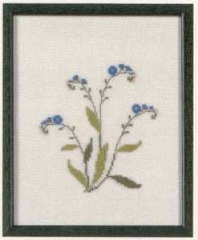 Amerikanische Staatenblumen Forget-me-not Alaska