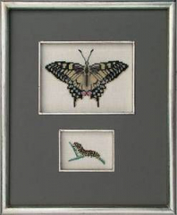 Schmetterling - Schwalbenschwanz mit Raupe