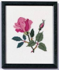 Amerikanische Staatenblumen American Beauty Rose Columbia