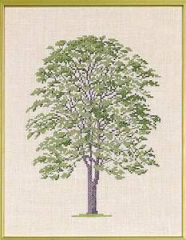 Götterbaum - Serie mit 6 Bäumen (mittelgroß)