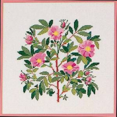 Rosa virginiana aus dem Kalender 1985