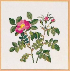 Rosa gallica aus dem Kalender 1985
